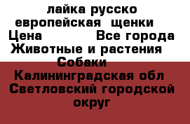 лайка русско-европейская (щенки) › Цена ­ 5 000 - Все города Животные и растения » Собаки   . Калининградская обл.,Светловский городской округ 